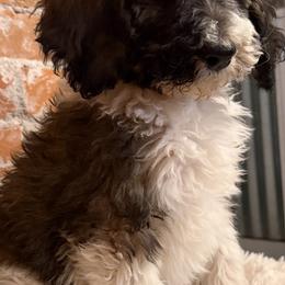 Hutch - Brown and white male Bernedoodle puppy in Ogden, Utah from Stanger Farms