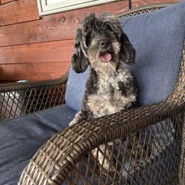 Karly - Cockapoo