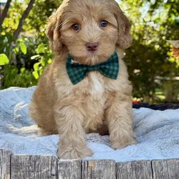 Black - Caramel male Australian Labradoodle puppy in Anderson, California from Shaggy Doodles