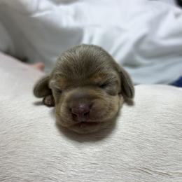 Butterscotch - Fawn (isabella) and tan female Dachshund puppy in Sterling, Colorado from Country Chics Doxies