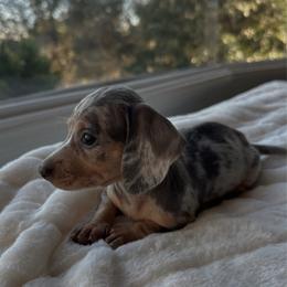 Starbright - Dapple female Dachshund puppy in San Diego, California from Enchantables