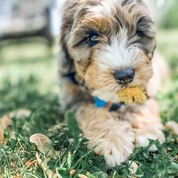Bernedoodles, Goldendoodles, and Whoodles from Fleury Farm Doodles NC