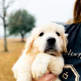Pick 4 - Light golden male Golden Retriever puppy in Deer Lodge, Tennessee from SelahGold