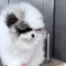Tio - Tri-colored male Pomeranian puppy in Glendale, Arizona from Sun Flower Pom
