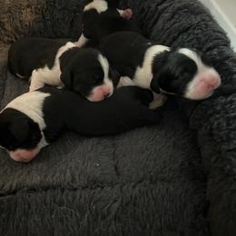 Boy 2 - Black and white male English Springer Spaniel puppy in Thompson, Connecticut from Chivalry English Springer Spaniels
