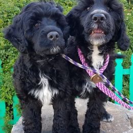 Portuguese Water Dogs from Ark Angel PWDs