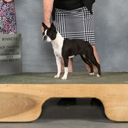 Opal - Boston Terrier