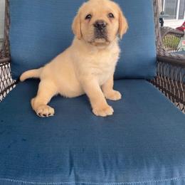 Yellow boy - Yellow male Labrador Retriever puppy in Maynardville, Tennessee from Three Bears Labradors