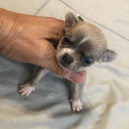 Chihuahua Puppies from Chilove Chihuahuas