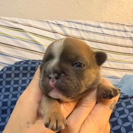Girl 4 - Blue female French Bulldog puppy in Spanaway, Washington from Frog Faced Frenchies