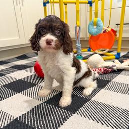 Bellatrix - Tri-color female Cavapoo puppy in Beresford, South Dakota from DAKOTA DOOD RANCH