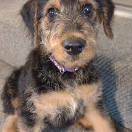 Airedale Terrier puppies from RegalAire Kennels