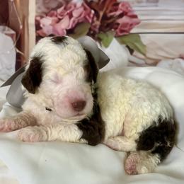 Silver Boy - Brown and white male Bernedoodle puppy in The Woodlands, Texas from Gracie's Goldendoodles and Bernedoodles of The Woodlands