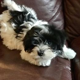 Havanese Puppies from Selah Havanese