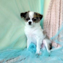 Izzy - Black sabled fawn male Chihuahua puppy in Bois D Arc, Missouri from Carsten's Chihuahuas