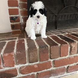 Panda - Brown and white female Bernedoodle puppy in Gainesville, Florida from Alyssa Xxweetdoodles
