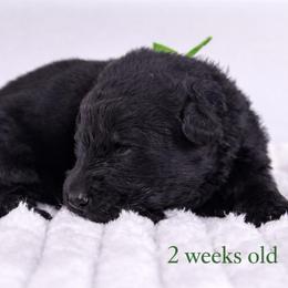 Green Collar - Black male German Shepherd puppy in Plumas Lake, California from Zwinger Vom Greifjäger