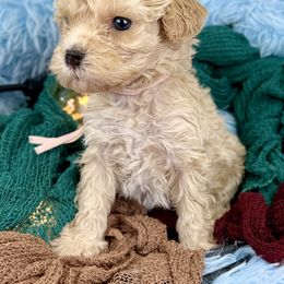 Light pink collar girl - Apricot female Poodle puppy in Crete, Illinois from Plum Valley Pups