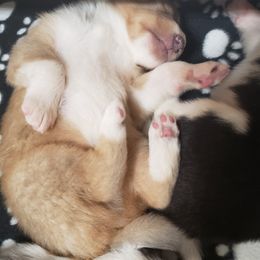 Collie Puppies from High Altitude Collies
