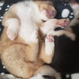 Collie Puppies from High Altitude Collies