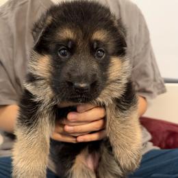 Pink - Black and red female German Shepherd puppy in Baldwin, New York from vom Hermes German Shepherds