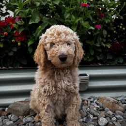Goldendoodle Puppies from Peach Blossom Pups