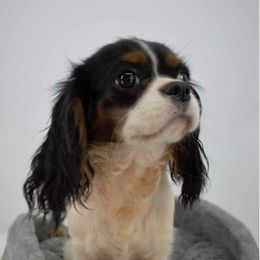 Pixie - Cavalier King Charles Spaniel