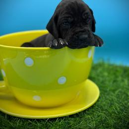 Bean - Black female Great Dane puppy in Grand Junction, Colorado from Top Brackett Danes