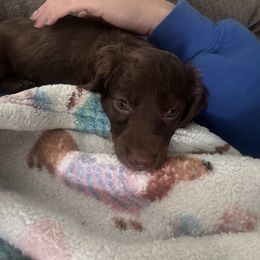 Dachshund Puppies from TS Dachshunds
