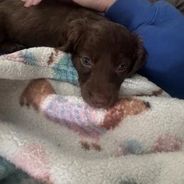 Dachshund Puppies from TS Dachshunds
