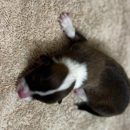 Ruben - White and red male Pembroke Welsh Corgi puppy in Nortonville, Kansas from Low Riders Corgis & Mini Aussies