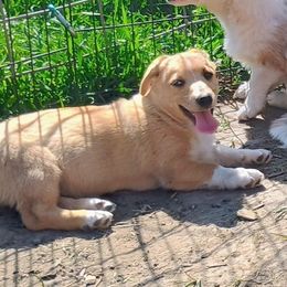 Spectrum - Sable merle and white American Corgi puppy in Ellensburg, Washington from Faery Mount Farm