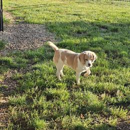 Franny - Beagle