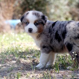 Miniature Australian Shepherd Puppies from AussiesRus