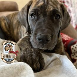 Uno - Brindle female Great Dane puppy in White City, Kansas from Southwind Great Danes