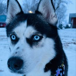 Iris - Siberian Husky