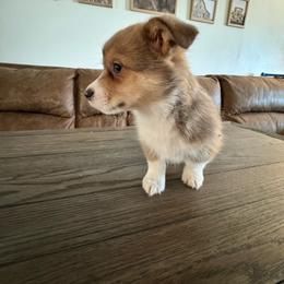 Beautiful sable bluie - Sable female Pembroke Welsh Corgi puppy in Clarksville, Tennessee from Cooler Farms Corgis
