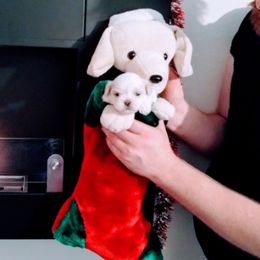 Shichon and Shih Tzu Puppies from Angie’s Teddy Bear Puppies Minnesota