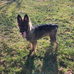 German Shepherd Puppies from Fancy GSDs