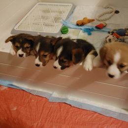 Pembroke Welsh Corgi Puppies from Family Corgis NC