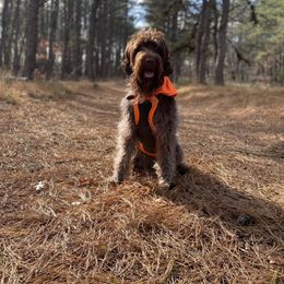 Wirehaired Pointing Griffon All Grown Up from Pine Barron Griffons
