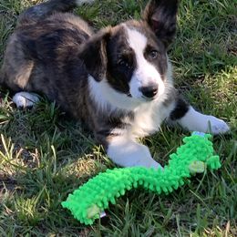 Cardigan Welsh Corgi Puppies from Luxe Cardigan Welsh Corgis