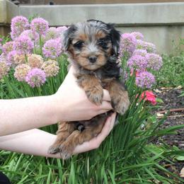 Remington - Merle female Bernedoodle puppy in Eagle Mountain, Utah from Fur Real Puppies.