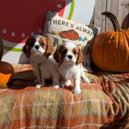 Cavalier King Charles Spaniel Puppies from Ohana Cavaliers