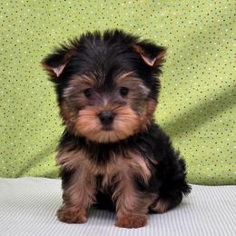 Koda - Blue and gold male Yorkshire Terrier puppy in Monticello, Iowa from Ashley’s Puppies