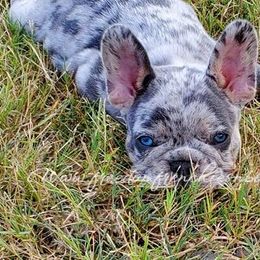Boston Terrier and French Bulldog Puppies from Freedom Bostons