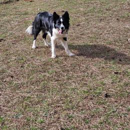 Gabby - Border Collie
