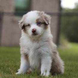 Flare - Red merle female Australian Shepherd puppy in Weatherford, Texas from Ridgestar Aussies