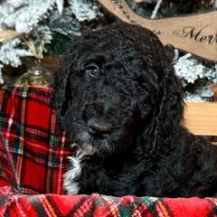 Matcha Tea - Black Double Doodle puppy in Palmetto Bay, Florida from Coral Gables Doodles