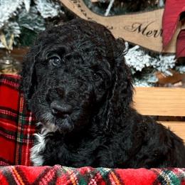 Matcha Tea - Black Double Doodle puppy in Palmetto Bay, Florida from Coral Gables Doodles